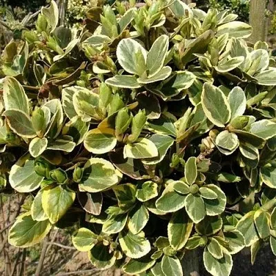 Бересклет КАНАДЕЙЛ ГОЛД   Бересклет КАНАДЕЙЛ ГОЛД  в Волгограде