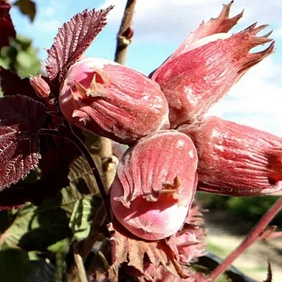 Фундук АЛЫЙ ПАРУС в Волгограде