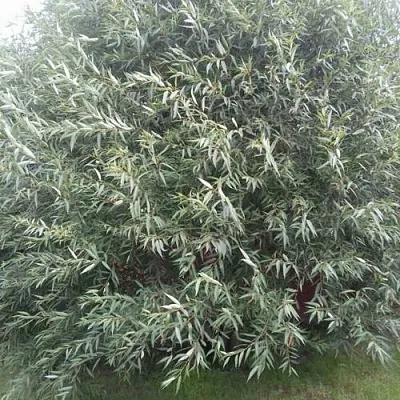 Ива СЕРЕБРИСТАЯ  Ива СЕРЕБРИСТАЯ в Волгограде