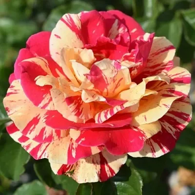 Саженцы роз ВАНИЛЛА ФРАЙЗ плетистая  Саженцы роз ВАНИЛЛА ФРАЙЗ плетистая в Волгограде