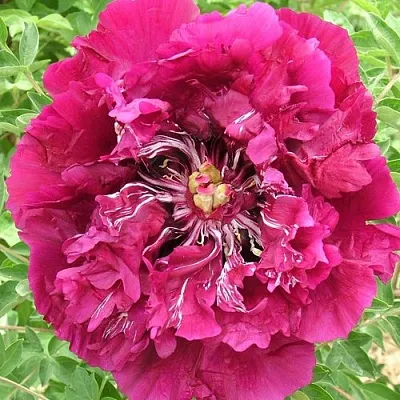 Пион ПУРПУРНЫЙ ОКЕАН древовидный в Волгограде