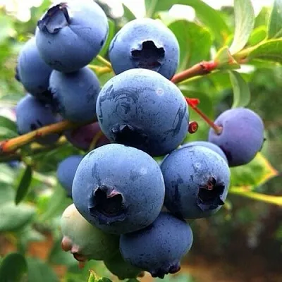 Голубика ДЮК в Волгограде