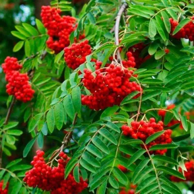 Рябина ПЛАКУЧАЯ сладкоплодная — описание сорта Рябина ПЛАКУЧАЯ сладкоплодная в Волгограде