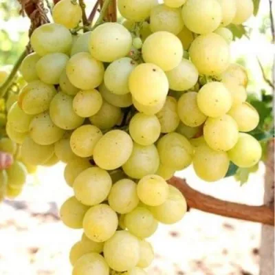 Виноград ТАЛИСМАН в Волгограде