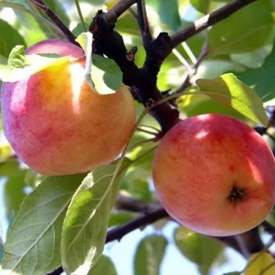 Яблоня АБРИКОСОВАЯ — описание сорта Яблоня АБРИКОСОВАЯ в Волгограде