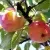 Яблоня АБРИКОСОВАЯ — описание сорта Яблоня АБРИКОСОВАЯ в Волгограде