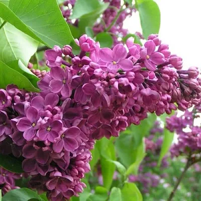 Сирень ДЕНЬ ПОБЕДЫ  Сирень ДЕНЬ ПОБЕДЫ в Волгограде