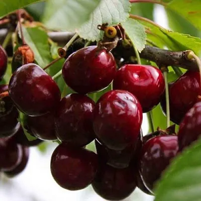 Вишня НОВОДВОРСКАЯ  Вишня НОВОДВОРСКАЯ в Волгограде