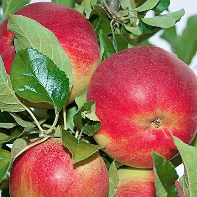 Яблоня СЕНАТОР колонновидная в Волгограде