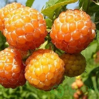 Малина КУМБЕРЛЕНД желтая  Малина КУМБЕРЛЕНД желтая в Волгограде