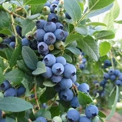 Голубика ЭЛЛИОТ в Волгограде