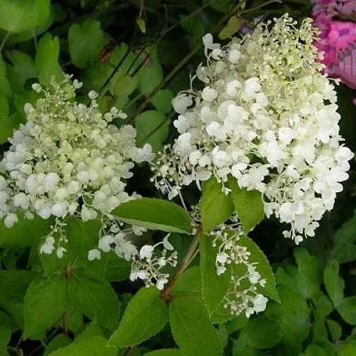 Гортензия ДАРТС ЛИТТЛ ДОТТ метельчатая  Гортензия ДАРТС ЛИТТЛ ДОТТ метельчатая в Волгограде