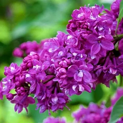 Сирень ОГНИ ДОНБАССА  Сирень ОГНИ ДОНБАССА в Волгограде