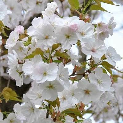 Сакура САНСЕТ БУЛЕВАРД  Сакура САНСЕТ БУЛЕВАРД в Волгограде