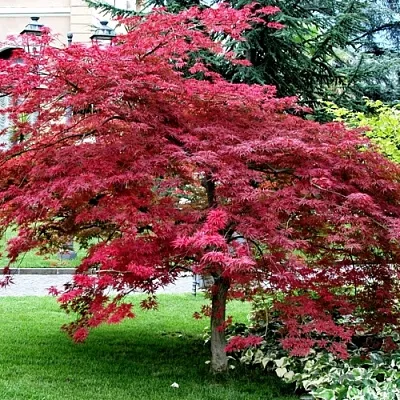 Клен пальмолистный  Клен пальмолистный в Волгограде