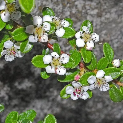 Кизильник ТАНГСТЕДТ горизонтальный   Кизильник ТАНГСТЕДТ горизонтальный  в Волгограде