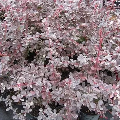 Барбарис СИЛЬВЕР МИЛЕС оттавский   Барбарис СИЛЬВЕР МИЛЕС оттавский  в Волгограде