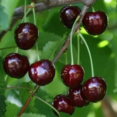 Черешня НАРОДНАЯ  Черешня НАРОДНАЯ в Волгограде