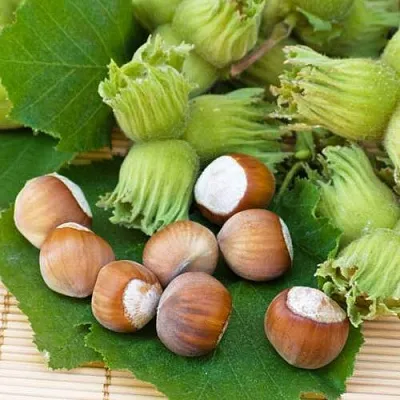 Фундук КРЕПКИЙ ОРЕШЕК в Волгограде