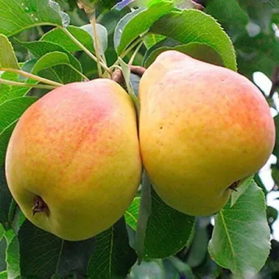 Груша ФЛЕЙТА — описание сорта Груша ФЛЕЙТА в Волгограде