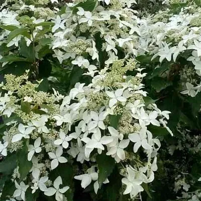 Гортензия МЭДЖИКАЛ СТАРЛАЙТ метельчатая  Гортензия МЭДЖИКАЛ СТАРЛАЙТ метельчатая в Волгограде