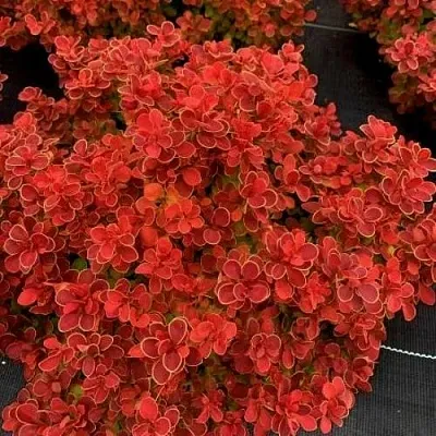 Барбарис РЕД ХОТ ЧИЛИ тунберга  Барбарис РЕД ХОТ ЧИЛИ тунберга в Волгограде