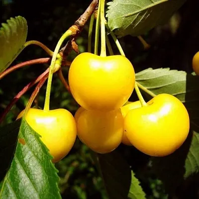 Черешня ЖУРБА  Черешня ЖУРБА в Волгограде