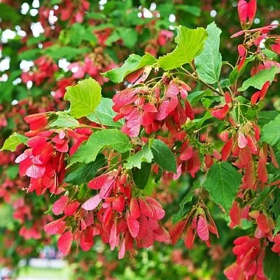 Клен татарский  Клен татарский в Волгограде