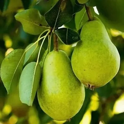 Груша СЕВЕРЯНКА колонновидная  Груша СЕВЕРЯНКА колонновидная в Волгограде