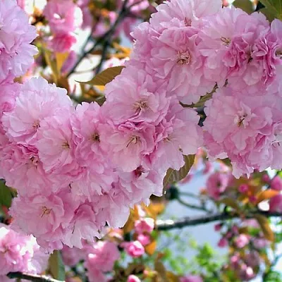 Сакура ОШИДАРЕ  Сакура ОШИДАРЕ в Волгограде