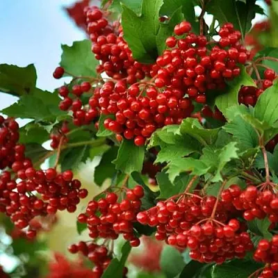 Калина ТАЕЖНЫЕ РУБИНЫ  Калина ТАЕЖНЫЕ РУБИНЫ в Волгограде