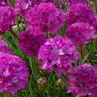 Армерия МОНИНГ СТАР ДИП РОУЗ в Волгограде