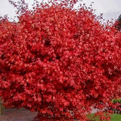 Клен гиннала   Клен гиннала  в Волгограде