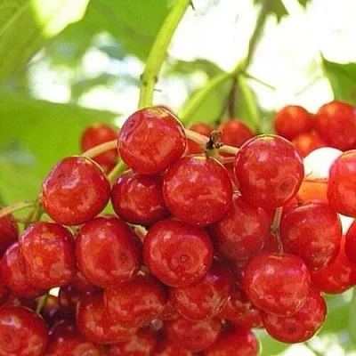 Калина КИЕВСКАЯ САДОВАЯ  Калина КИЕВСКАЯ САДОВАЯ в Волгограде