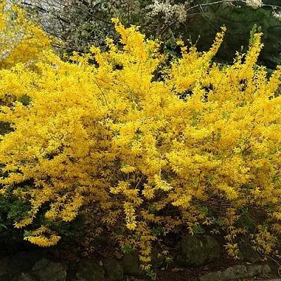 Форзиция ГОЛДЗАУБЕР средняя  Форзиция ГОЛДЗАУБЕР средняя в Волгограде