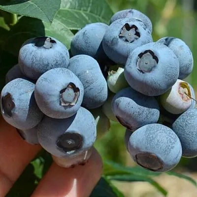 Голубика НЕЛЬСОН в Волгограде