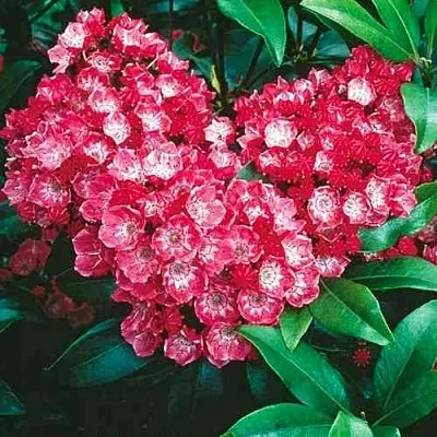 Кальмия КАРДИНАЛ  Кальмия КАРДИНАЛ в Волгограде