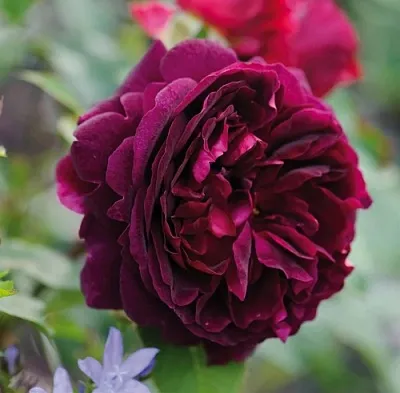 Саженцы роз МАНСТЕД ВУД английская  Саженцы роз МАНСТЕД ВУД английская в Волгограде