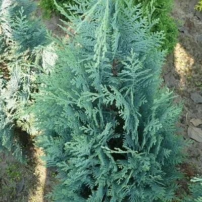 Кипарисовик КОЛУМНАРИС лавсона в Волгограде