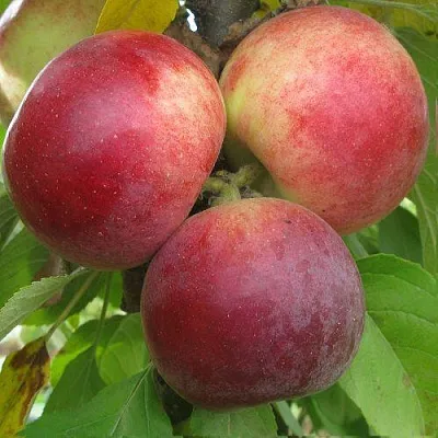 Яблоня БАЛЕРИНА ФЛАМЕНКО колонновидная в Волгограде