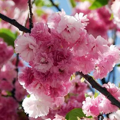 Сакура ПИНК ПЕРФЕКШН  Сакура ПИНК ПЕРФЕКШН в Волгограде