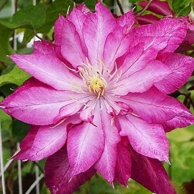 Клематис КАЕН  Клематис КАЕН в Волгограде