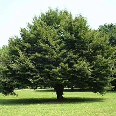 Бук обыкновенный  Бук обыкновенный в Волгограде