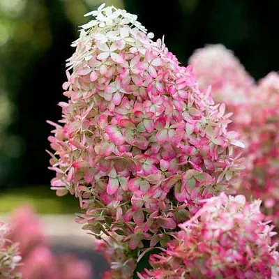 Гортензия РОЯЛ ФЛОВЕР метельчатая  Гортензия РОЯЛ ФЛОВЕР метельчатая в Волгограде