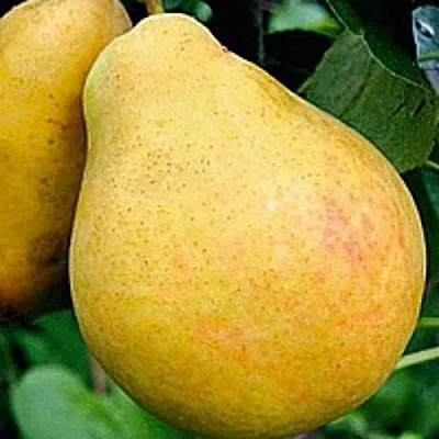 Груша САХАРНАЯ  Груша САХАРНАЯ в Волгограде