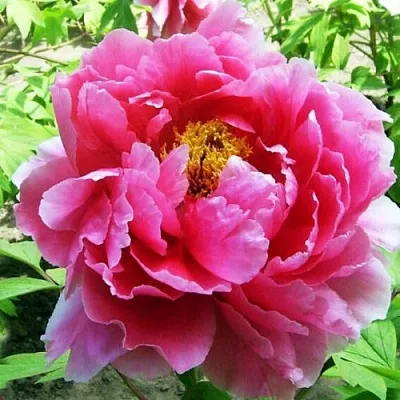 Пион ВОСХОД СОЛНЦА древовидный  Пион ВОСХОД СОЛНЦА древовидный в Волгограде