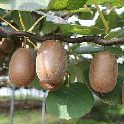 Актинидия ЗАКАРПАТЬЕ деликатесная  Актинидия ЗАКАРПАТЬЕ деликатесная в Волгограде