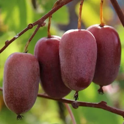 Актинидия ПУРПУРНО САДОВАЯ  аргута  Актинидия ПУРПУРНО САДОВАЯ  аргута в Волгограде