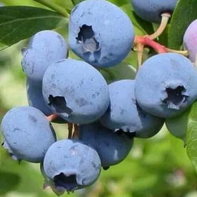 Голубика ДАРРОУ в Волгограде