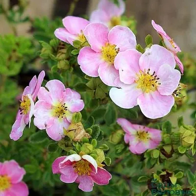 Лапчатка НЬЮ ДАУН кустарниковая  Лапчатка НЬЮ ДАУН кустарниковая в Волгограде